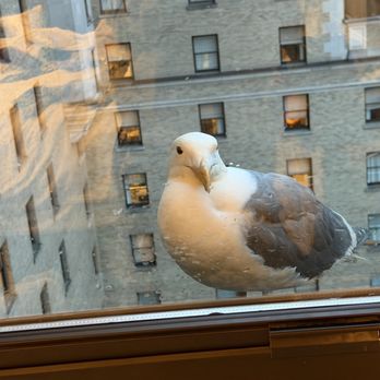 Fairmont Hotel Vancouver - This cutie stayed at our window most of our first day - Hotels Near Me - Vancouver, British Columbia Fairmont Hotel Vancouver - This cutie stayed at our window most of our first day - Hotels Near Me - Vancouver, British Columbia