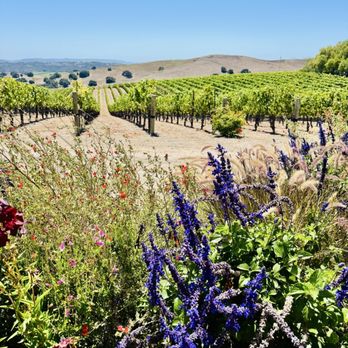 Rooted Vine Tours - Wine Tours Near Me - Santa Barbara, California Rooted Vine Tours - Wine Tours Near Me - Santa Barbara, California