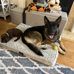 Ridgeside K9 Knoxville - My sweet boy and his new sister puppy.
