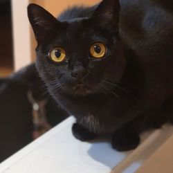 Divine Creatures Pet Services