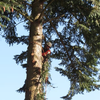 Pacific Rim Tree Service - Another crew member on another tree lowering tree limbs - Tree Services Near Me - Renton, Washington Pacific Rim Tree Service - Another crew member on another tree lowering tree limbs - Tree Services Near Me - Renton, Washington