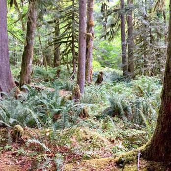 Old Salmon River Trail - Hiking Near Me - Clackamas, Oregon