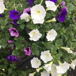 The Flower Shoppe - Beautiful hanging baskets now available!