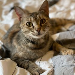 Four Paws Pet Care