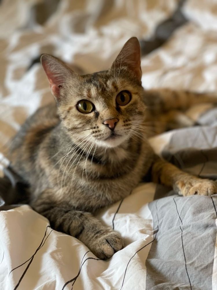 FOUR PAWS PET CARE Updated October 2024 23 Reviews Seattle