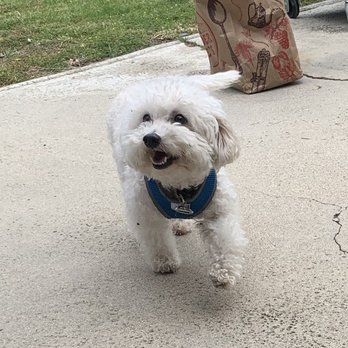 Pup E Tails - before his haircut - Pet Groomers Near Me - Torrance, California Pup E Tails - before his haircut - Pet Groomers Near Me - Torrance, California