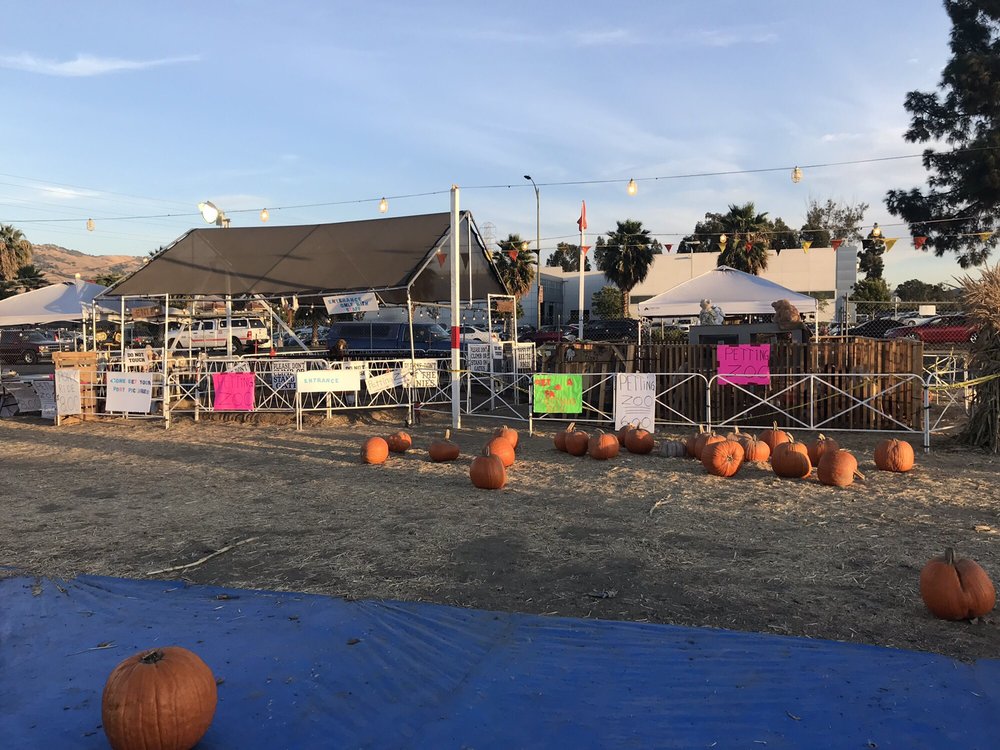 ABC TREE FARMS & PICK OF THE PATCH PUMPKINS 91 Photos & 22 Reviews