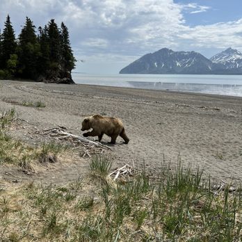 Regal Air - Bear walked right past our group from the beach - Travel Services Near Me - Anchorage, Alaska