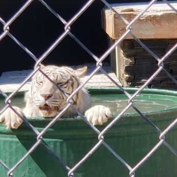 Cat Tales Wildlife Center - Amusement Parks Near Me - Spokane, Washington Cat Tales Wildlife Center - Amusement Parks Near Me - Spokane, Washington