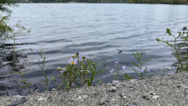 Green Lake Park by null