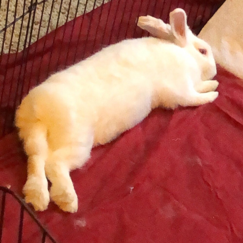 PetSmart - A very contented bunny adopted from PetSmart - Pet Groomers Near Me - Henderson, Nevada PetSmart - A very contented bunny adopted from PetSmart - Pet Groomers Near Me - Henderson, Nevada