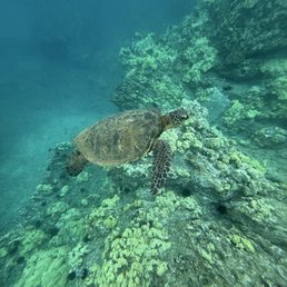 Turtle town