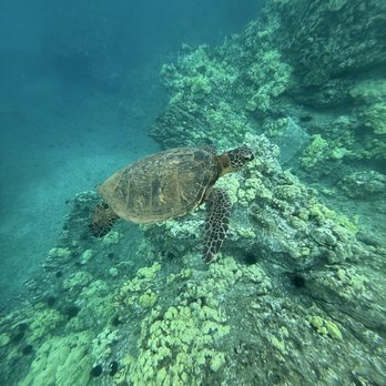 Zephyr Maui - Turtle town - Snorkeling Near Me - Kihei, Hawaii