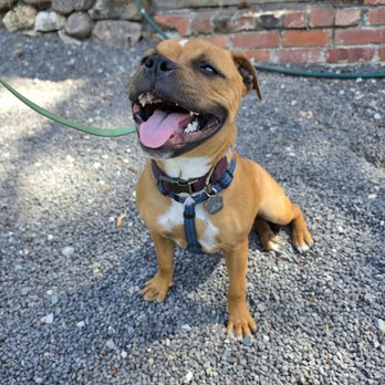 Apronstrings Pet Sitting - Pet Sitting Near Me - Walnut Creek, California Apronstrings Pet Sitting - Pet Sitting Near Me - Walnut Creek, California