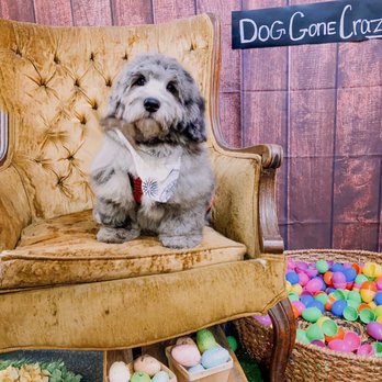 Dog Gone Crazy - Pet Groomers Near Me - Bakersfield, California