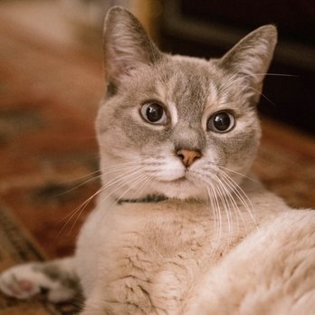 PETS Referral Center - Veterinarians Near Me - Berkeley, California PETS Referral Center - Veterinarians Near Me - Berkeley, California