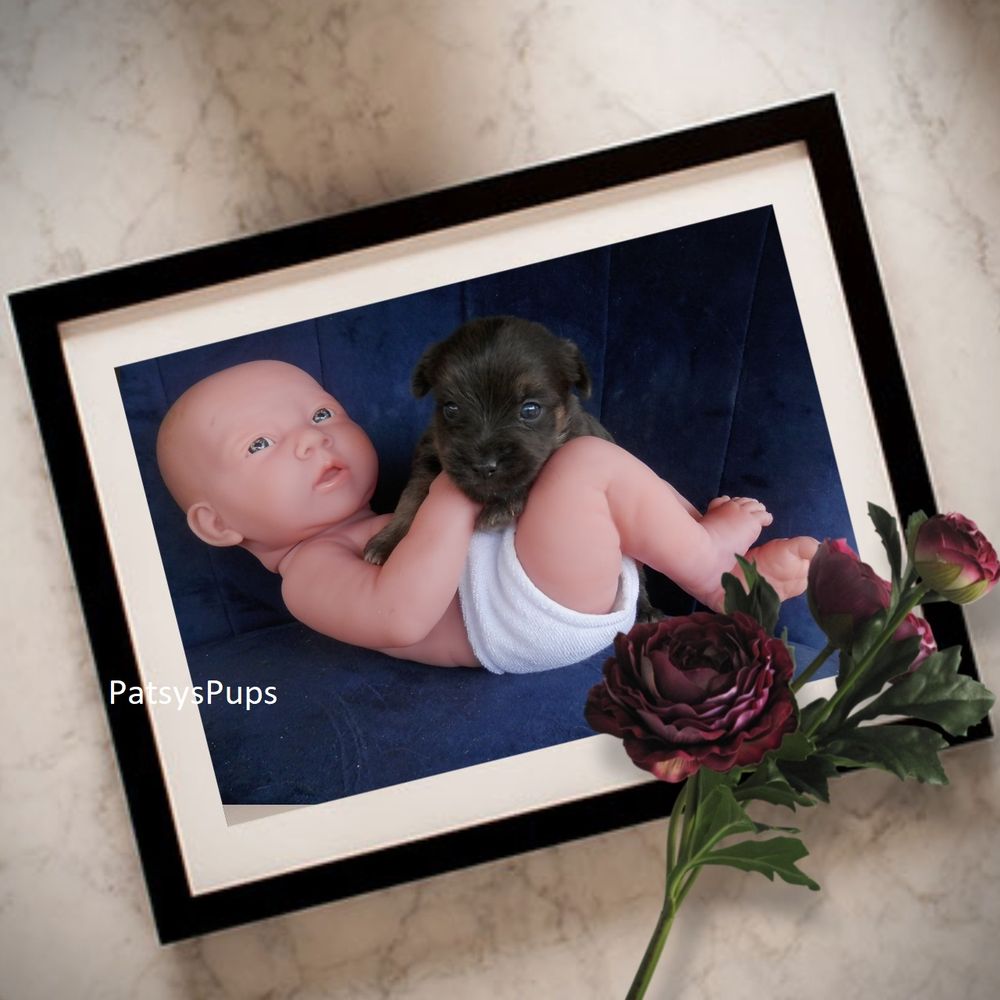 PATSYSPUPS Request a Quote 28 Photos 230 Lafayette St N