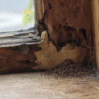 Del Monte Cafe - Termites by our breakfast window - Breakfast & Brunch Near Me - San Luis Obispo, California