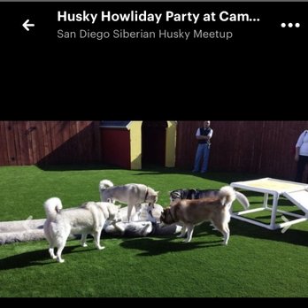 Camp Run-A-Mutt - December 2014; Husky Meetup at Camp. - Pet Sitting Near Me - Chula Vista, California