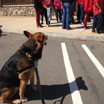 Ruff Translation Dog Training - Max does an excellent sit-stay, even with crowds of people close by. - Pet Training Near Me Ruff Translation Dog Training - Max does an excellent sit-stay, even with crowds of people close by. - Pet Training Near Me