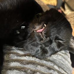 Pet Partners Inc - Felix recovering from surgery