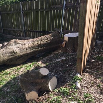 Aaron's Tree Service - Removed all the branches, cut down to the stump and left zero leaves and debris! This was when it was almost done. - Tree Services Near Me - Austin, Texas