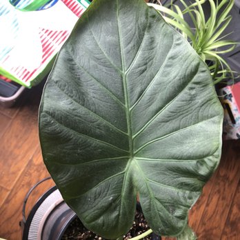 Green Thumb Nursery - Alocacia Regal Shield - Nurseries & Gardening Near Me - Ventura, California