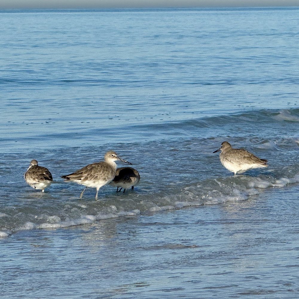 Lido Beach - Birds at play - Beaches Near Me - Sarasota, Florida Lido Beach - Birds at play - Beaches Near Me - Sarasota, Florida