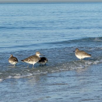 Lido Beach - Birds at play - Beaches Near Me - Sarasota, Florida Lido Beach - Birds at play - Beaches Near Me - Sarasota, Florida