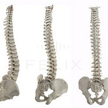 Seltzer Family Chiropractic - Chiropractors Near Me - Altamonte Springs, Florida Seltzer Family Chiropractic - Chiropractors Near Me - Altamonte Springs, Florida
