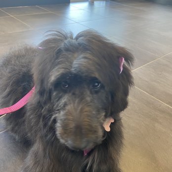 Happy Pup Spa - Pet Groomers Near Me - Chamblee, Georgia