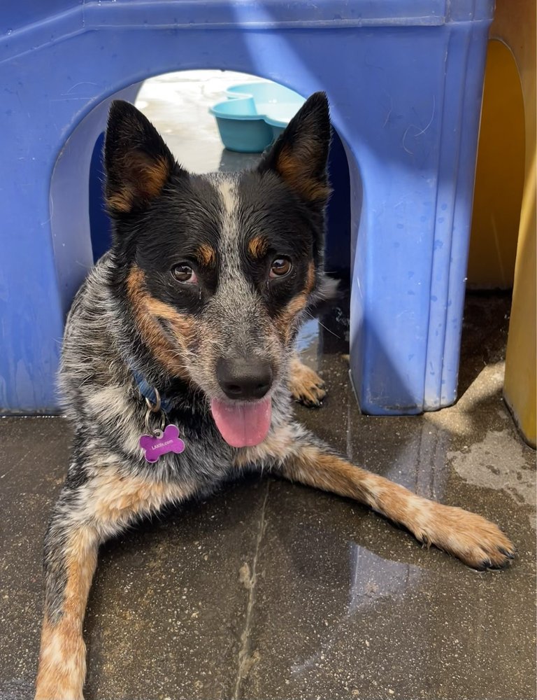 LAK9s - pet boarding facility in Los Angeles, CA