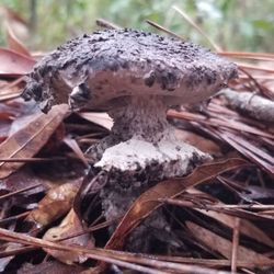 Violet Cury Preserve - Mushroom of unknown variety