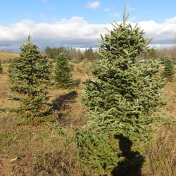 Majestic Tree Farm - Trees over the years