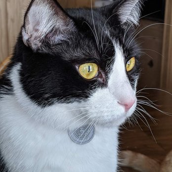 Kitty Kat Rescue - Bernie, now Purrseus. - Animal Shelters Near Me - Mesa, Arizona