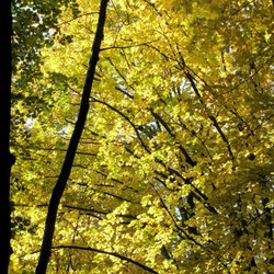 Bieselheide - Herbstleuchten:)