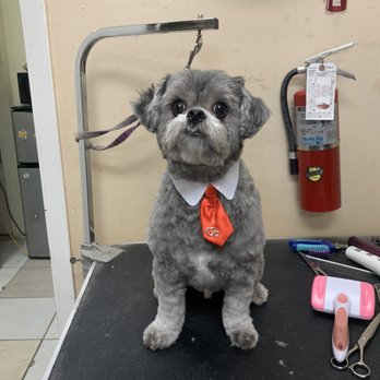 Ana's Pet Grooming - Ready to go - Pet Groomers Near Me - Miami, Florida