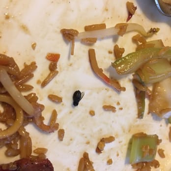 New China II - Yep this just happened... Nice and sautéed fly in my rice.  My local takeout spot no more... - Asian Fusion Near Me - Miami, Florida