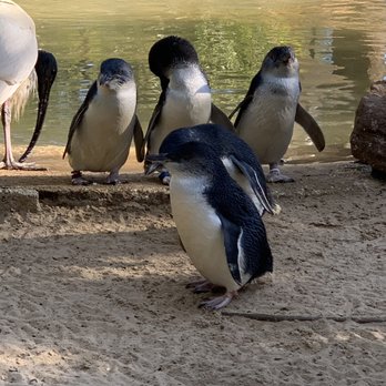 Featherdale Wildlife Park - Parks Near Me - Doonside, NSW Featherdale Wildlife Park - Parks Near Me - Doonside, NSW