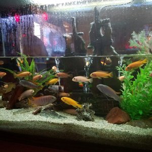 Photo of Dive 75 - New York, NY, United States. The fish say, please add water