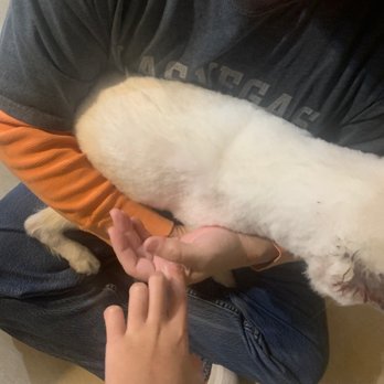 Happy Tails - The extremely short cut that we did not ask for. - Pet Groomers Near Me - Anaheim, California Happy Tails - The extremely short cut that we did not ask for. - Pet Groomers Near Me - Anaheim, California