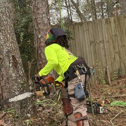 Tree removal