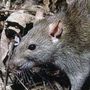 Photo of Manhattan Pest Control And Termite