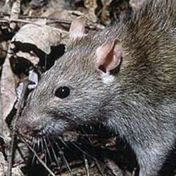 Manhattan Pest Control And Termite