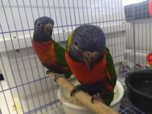 Canoga Discount Birds by null