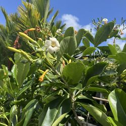 The Plant Place - Puakenikeni