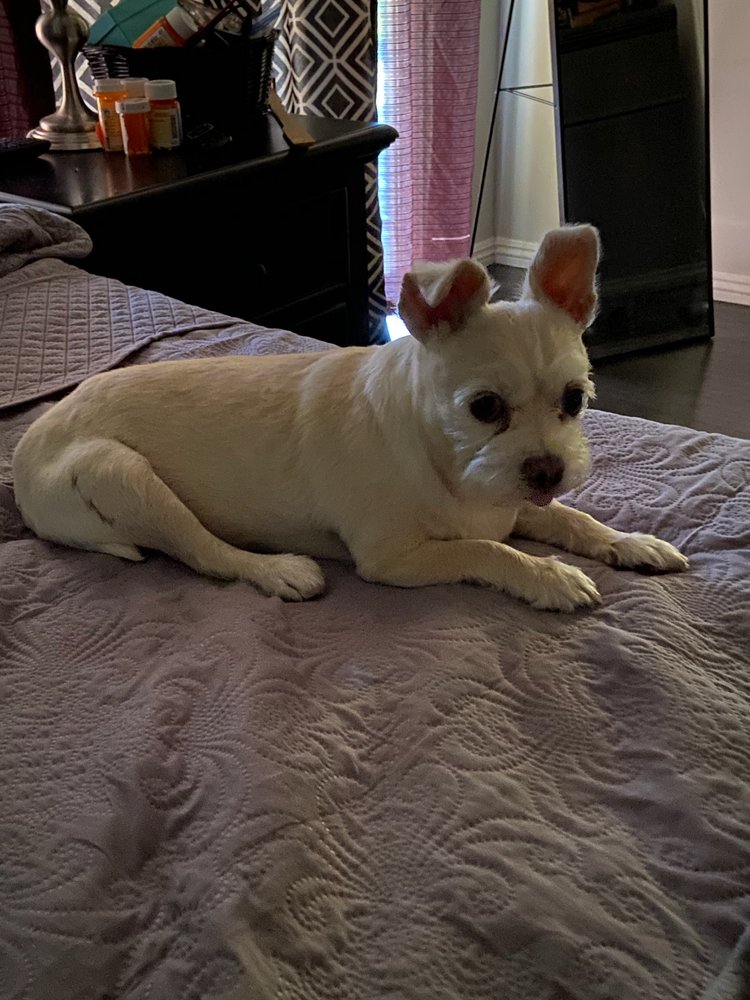 LUCKY DOG PET GROOMING Updated July 2024 16 Reviews 1591