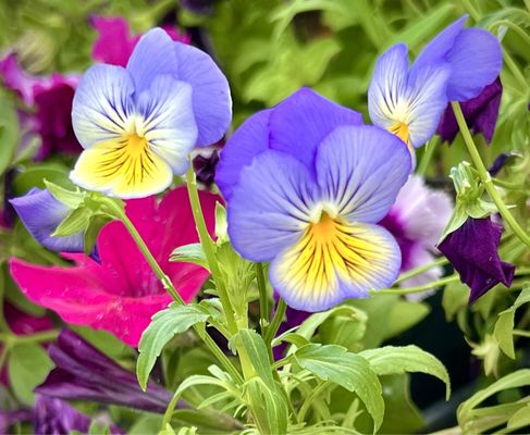 Evanston Farmers' Market by null
