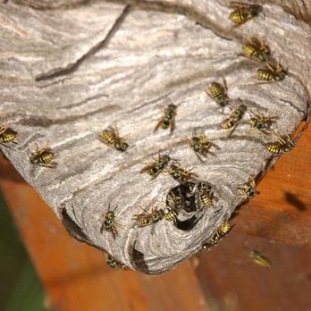 Bee Control - Pest Control Near Me Bee Control - Pest Control Near Me