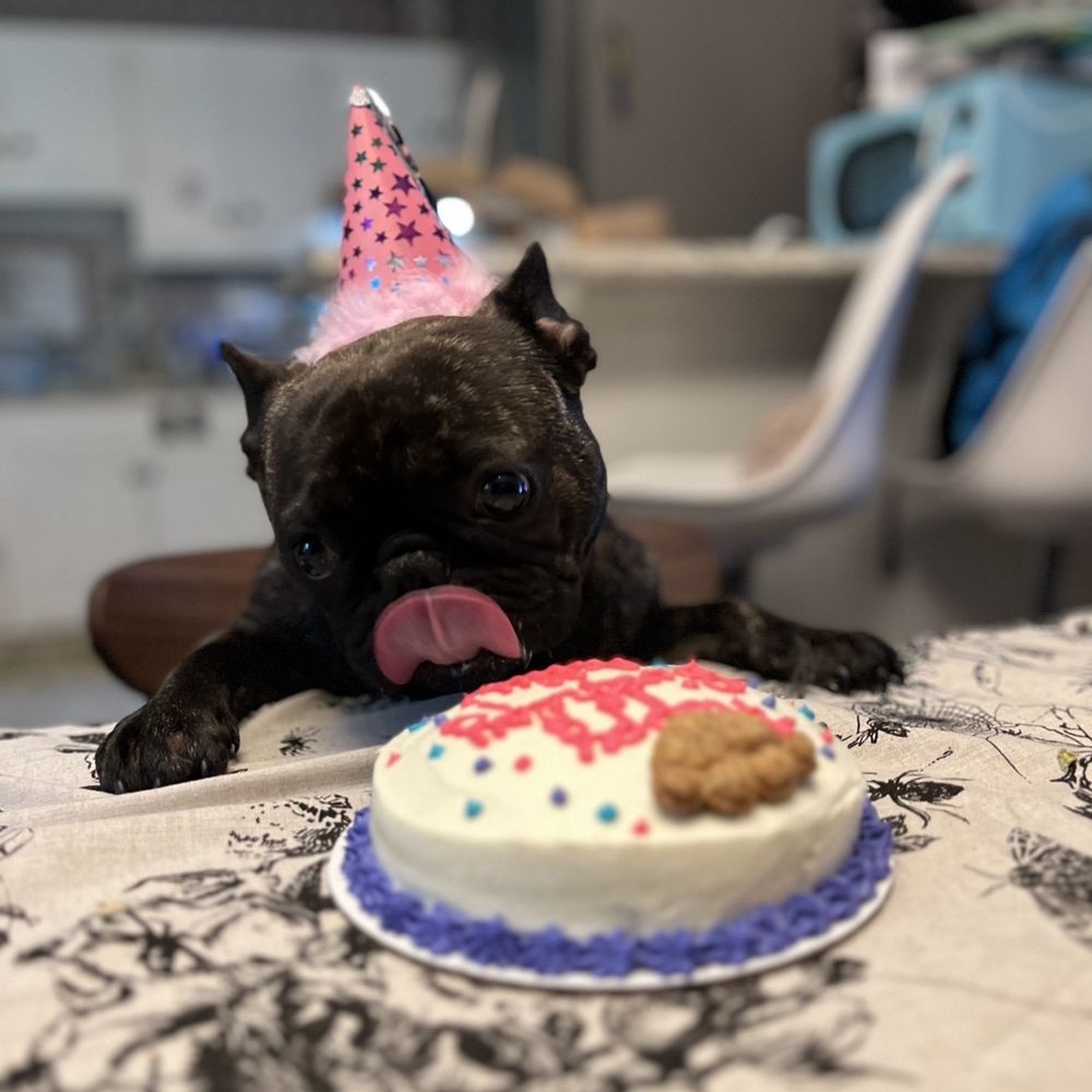 Does Petsmart Sell Cakes For Dogs